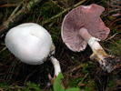 Agaricus cretacellus.